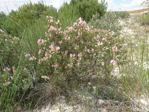 Ononis tridentata L.的圖片