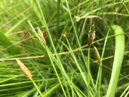 Image of Eleocharis tetraquetra Nees