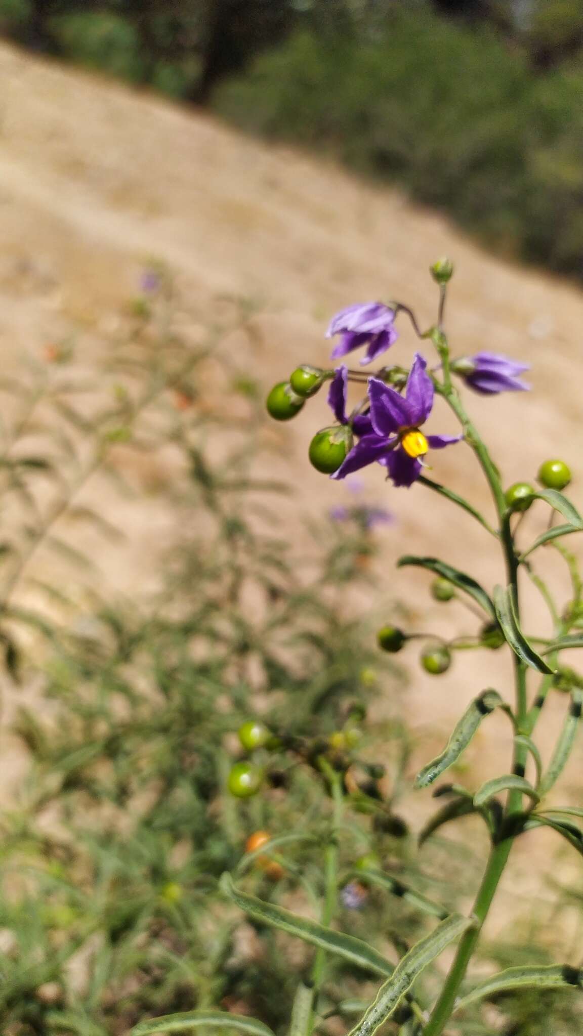 Image of Chilean Nightshade Chilean