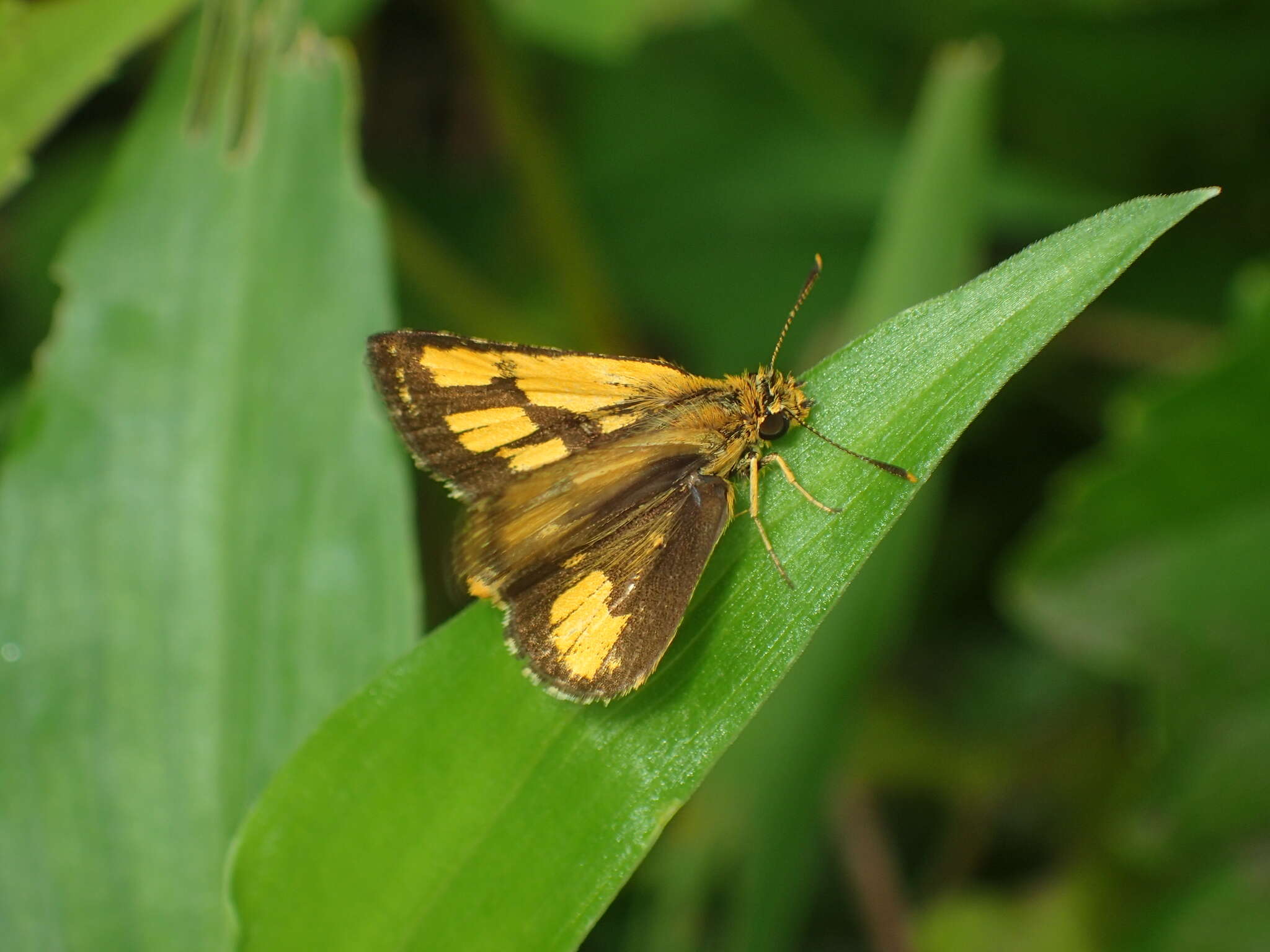 Image of Bush Hopper