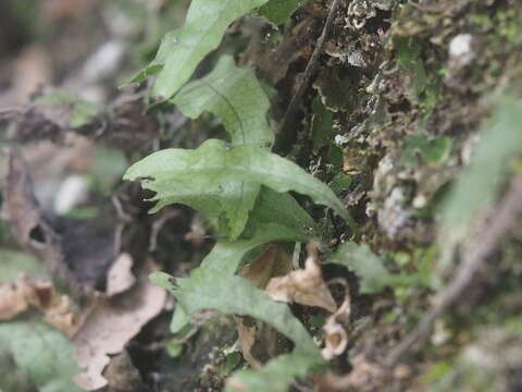 Imagem de Leptochilus pteropus (Bl.) Fraser-Jenk.