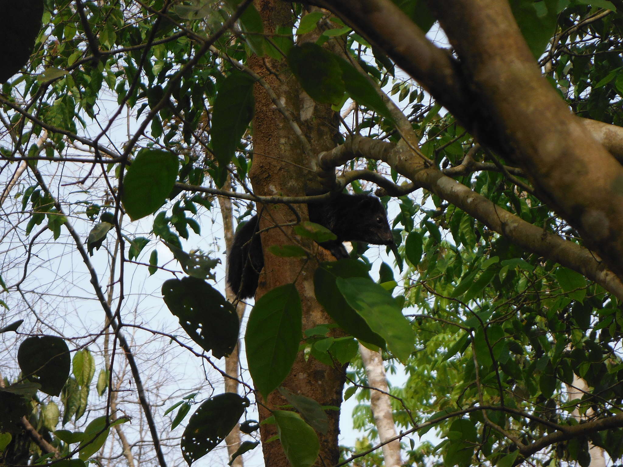 Image of Tree hyrax