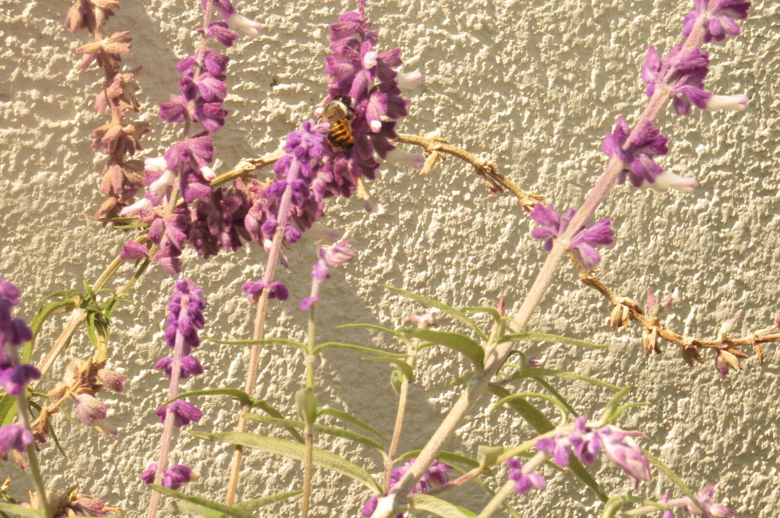 Image of Xylocopa tabaniformis azteca Cresson 1878