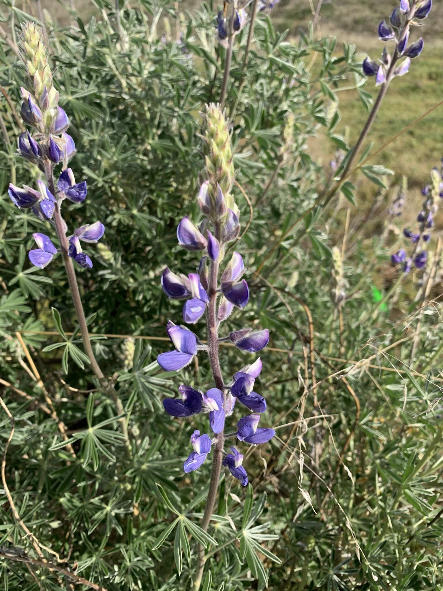 Lupinus albifrons var. albifrons的圖片