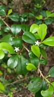 Erythroxylum coffeifolium Baill.的圖片