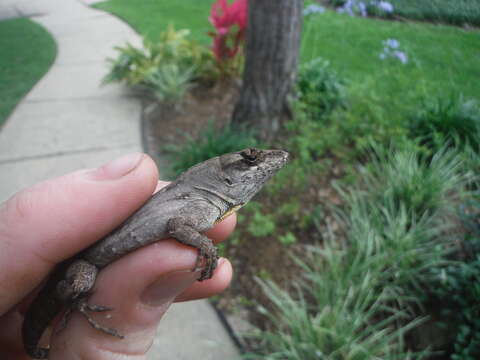 Image of Bahaman brown anole