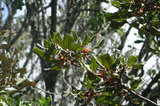 Image of Vitex teloravina Baker