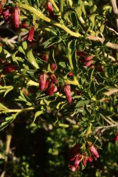 Escallonia alpina var. carmelitana (Meyen) Acev. & Kaus. resmi