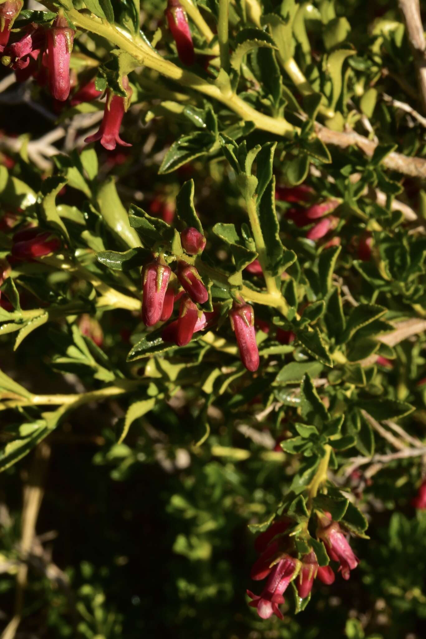 Escallonia alpina var. carmelitana (Meyen) Acev. & Kaus. resmi