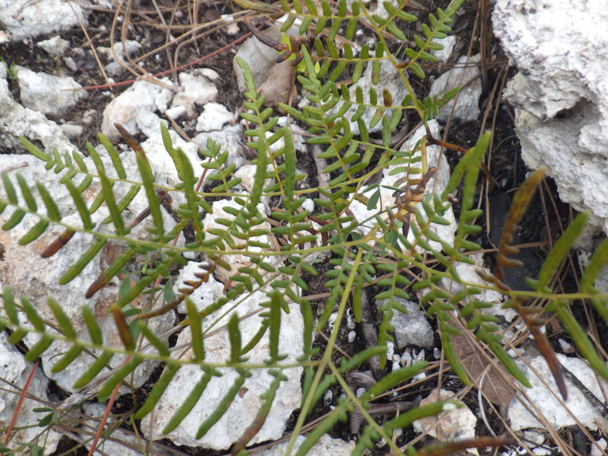 Слика од Pteridium caudatum (L.) Maxon