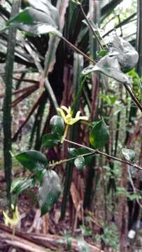 صورة Tarenna uniflora Homolle