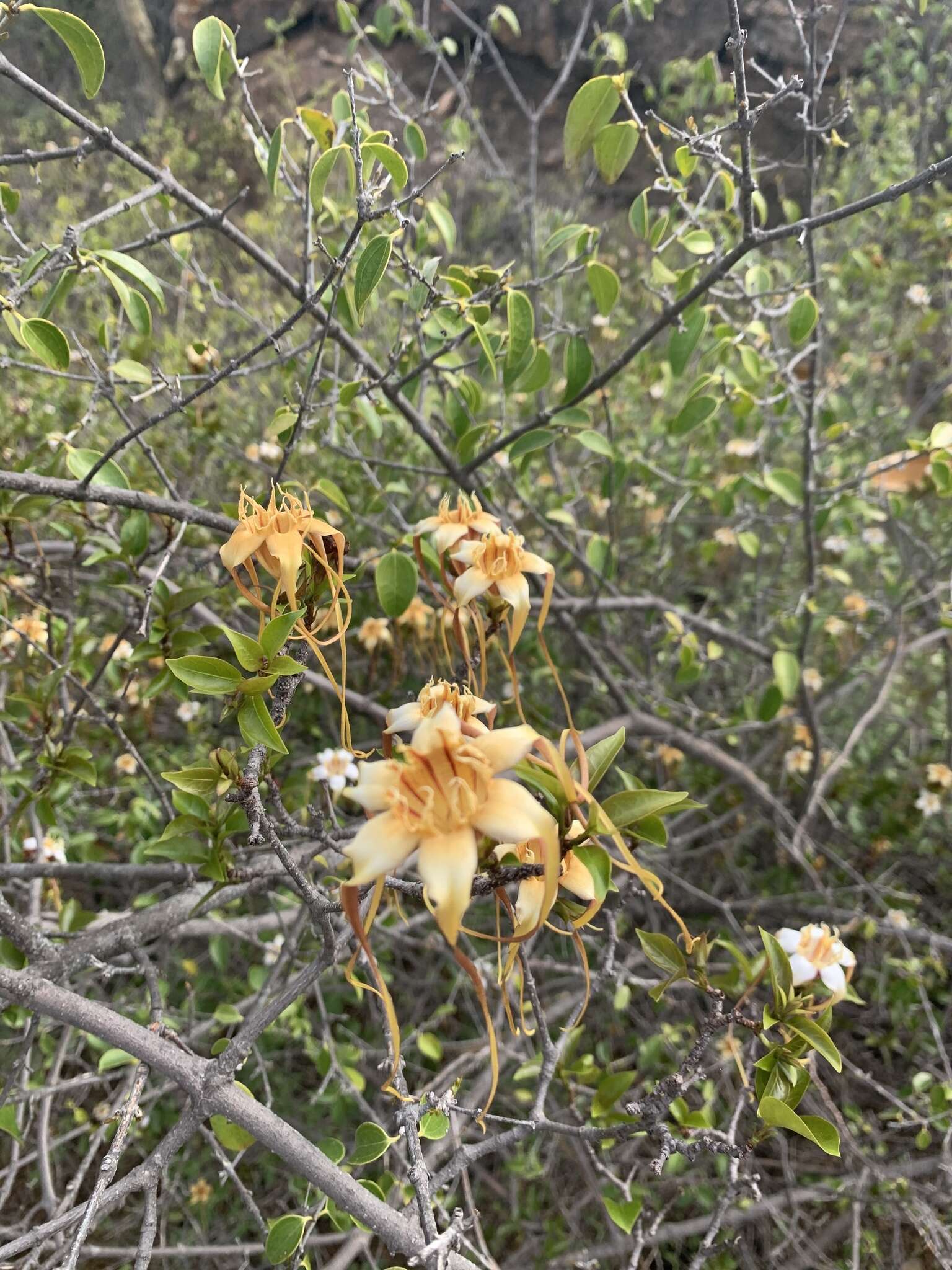 Imagem de Strophanthus petersianus Klotzsch