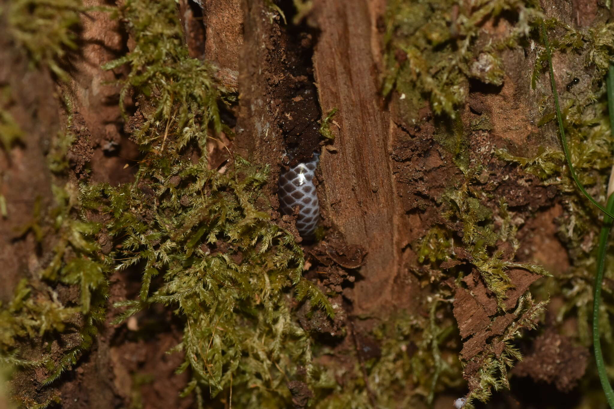 Imagem de Trilepida macrolepis (Peters 1858)