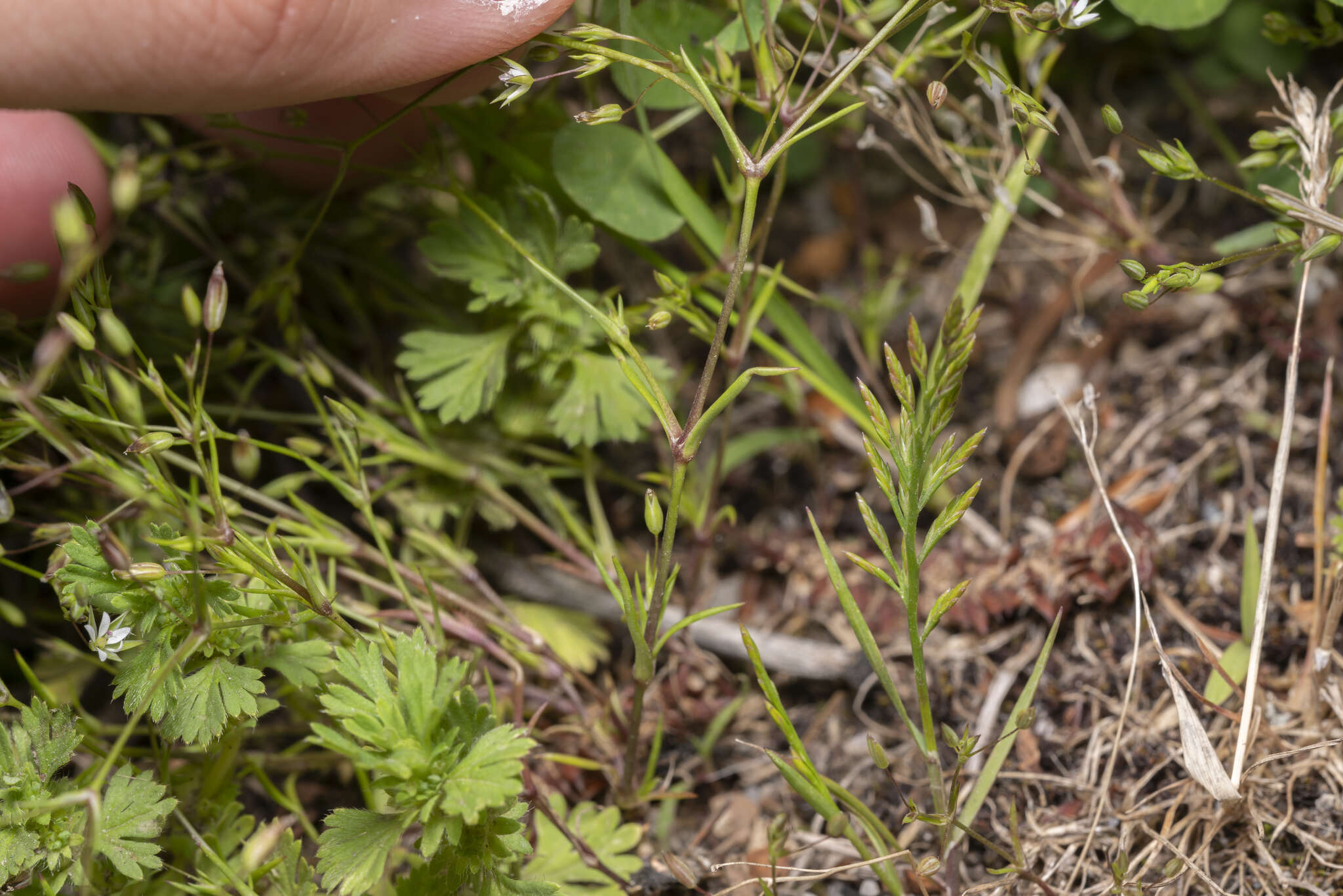 Imagem de Sabulina tenuifolia (L.) Rchb.