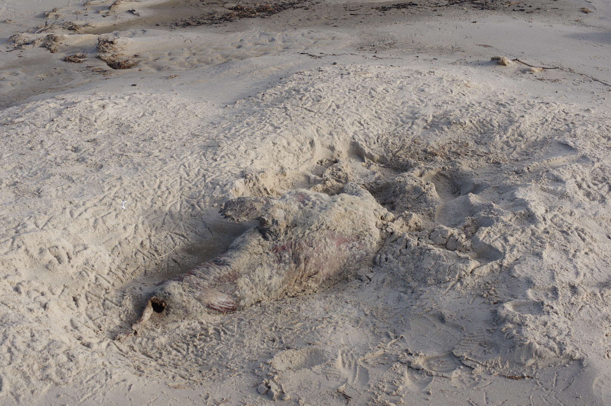 Image of bearded seal