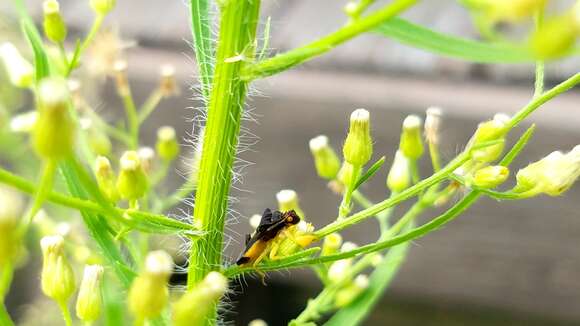 Image of Pennsylvania Ambush Bug