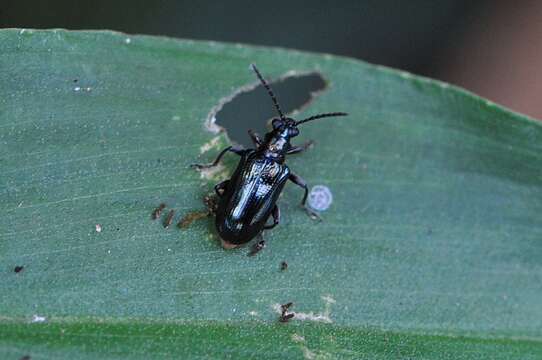 صورة <i>Lema concinnipennis</i>