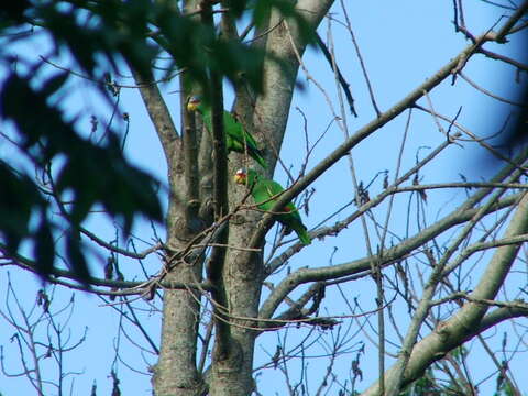 Image of White-fronted Amazon