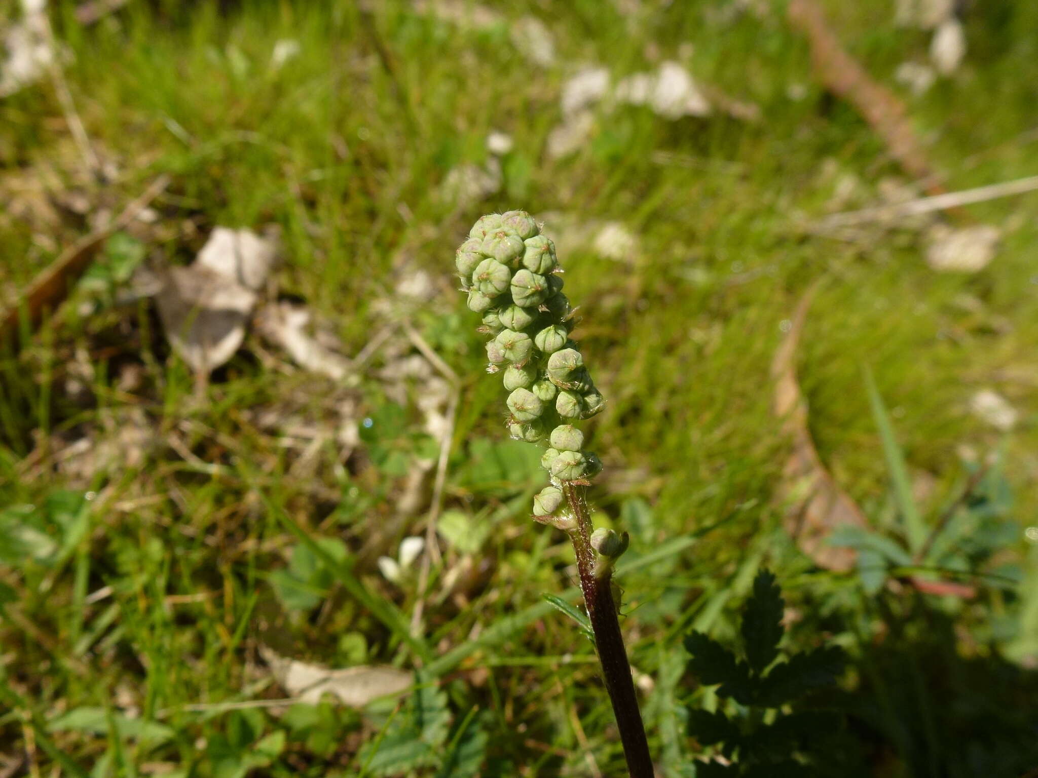 Image of Acaena echinata Nees