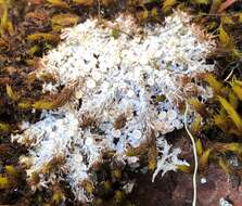 Image of Tundra saucer lichen