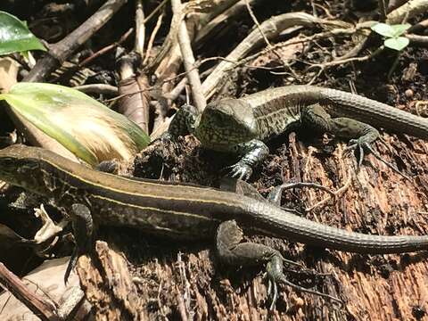 Image of Four-lined Ameiva