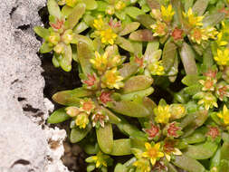 Imagem de Sedum litoreum Guss.