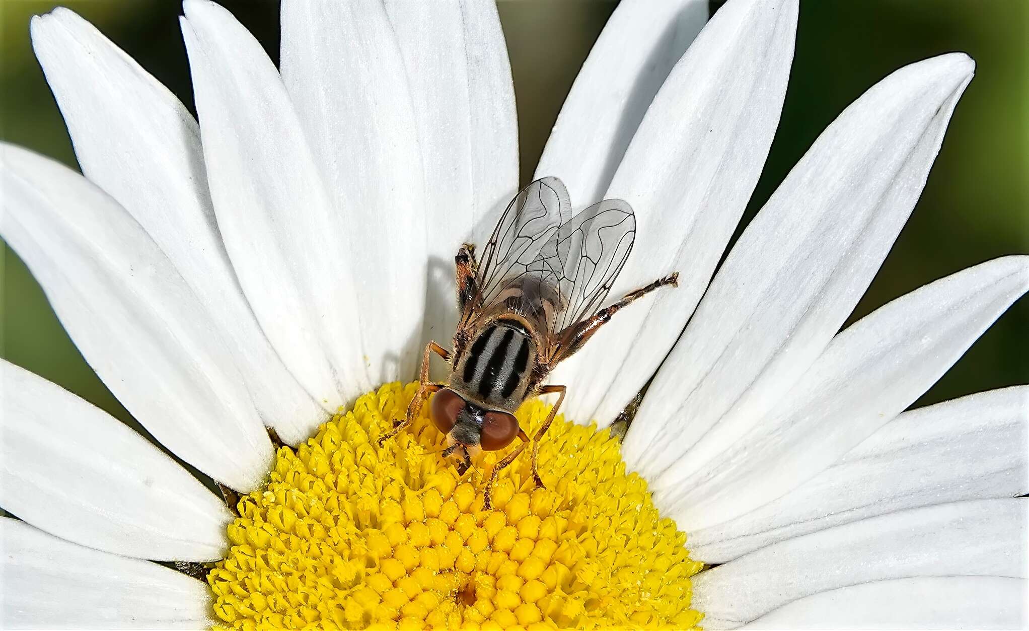 Image of Anasimyia chrysostomus (Wiedemann 1830)