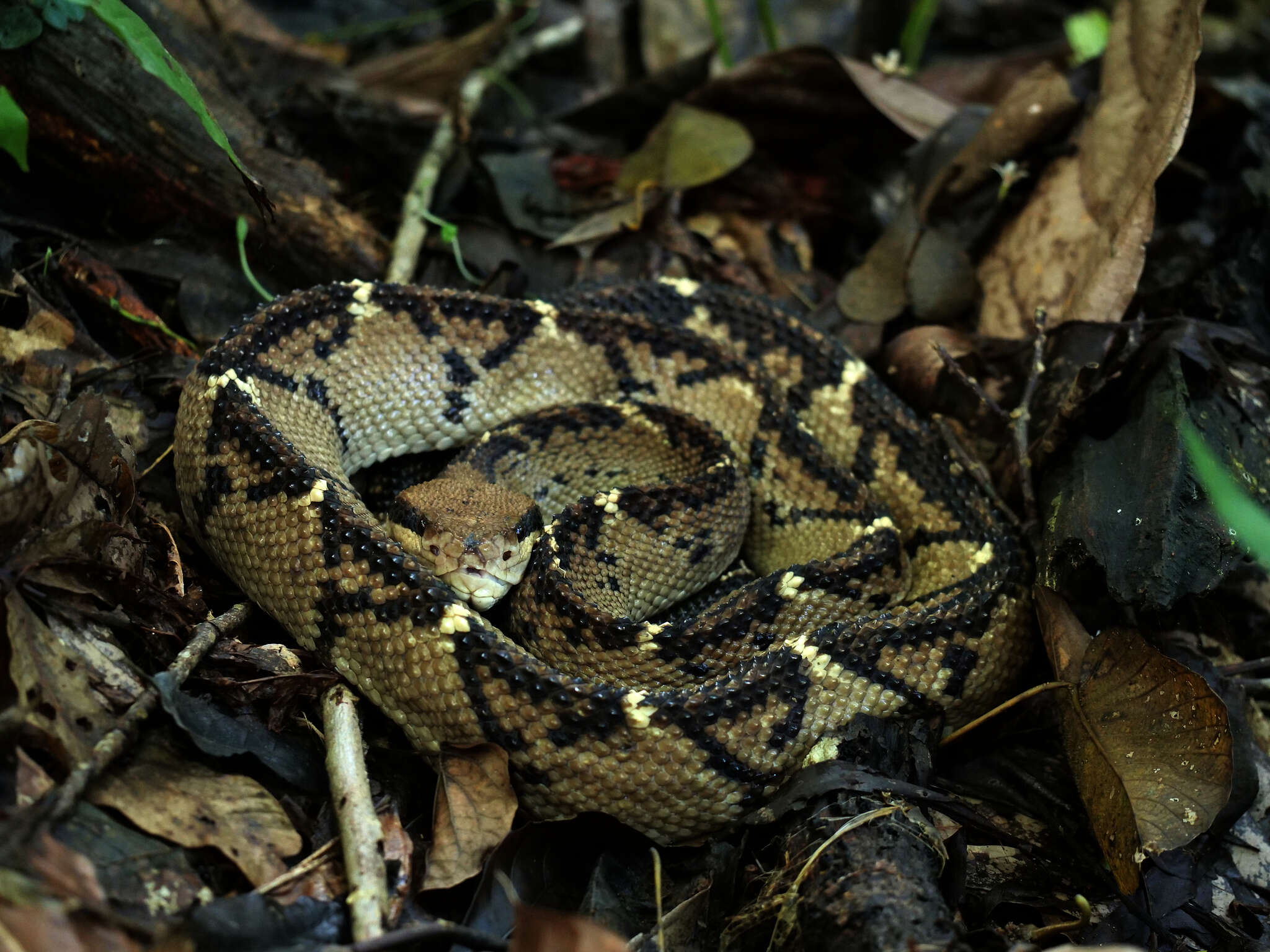 Image of Central American bushmaster