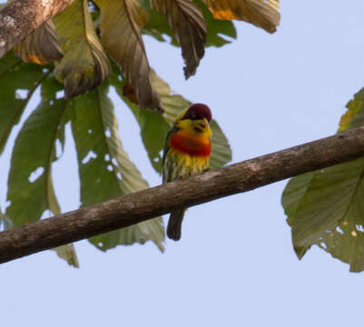 Image of Lemon-throated Barbet