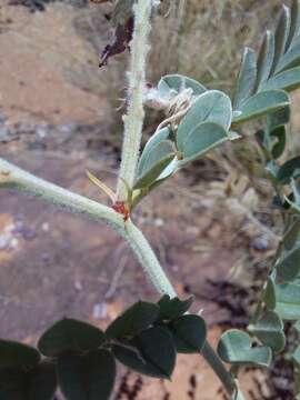 Indigofera mollicoma N. E. Br.的圖片