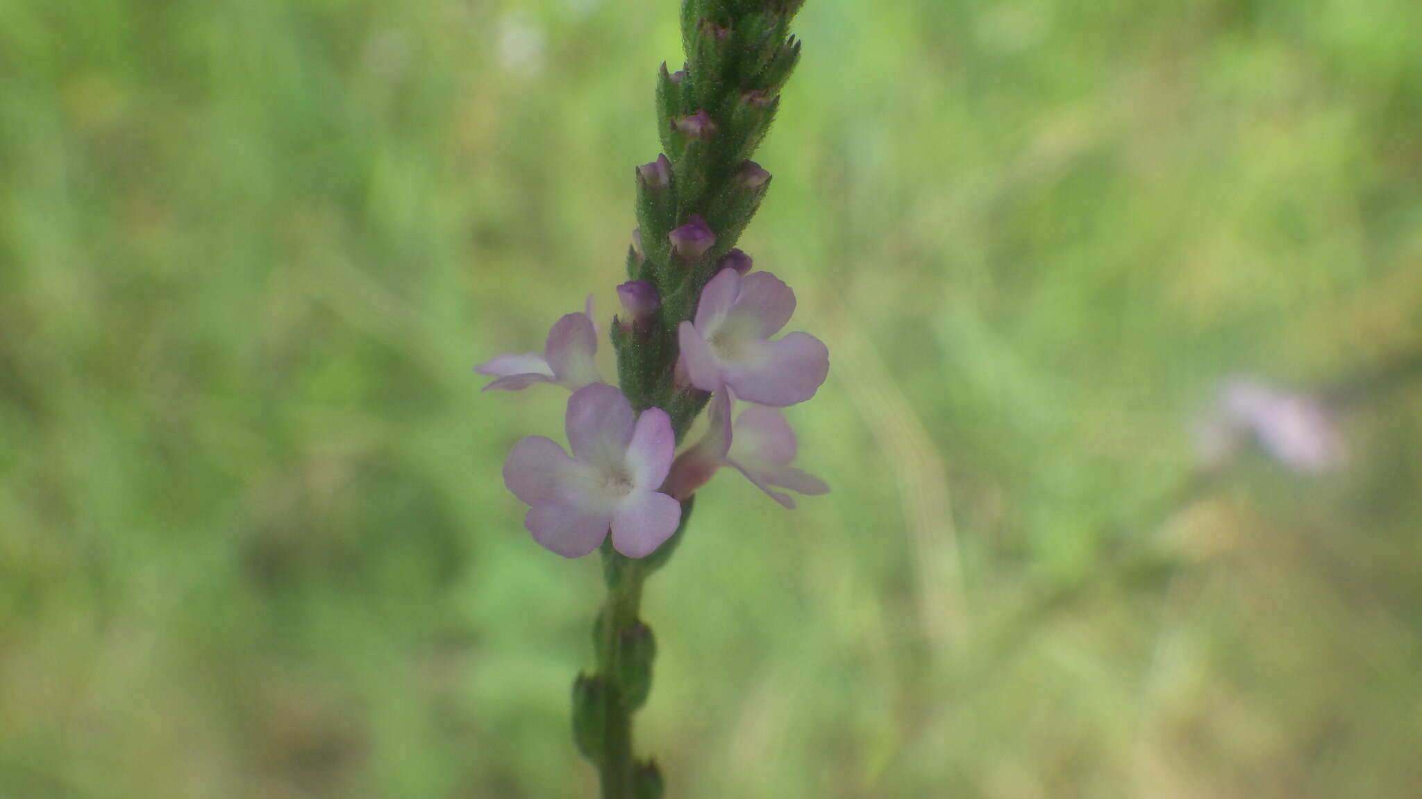Image de Verbena officinalis var. officinalis