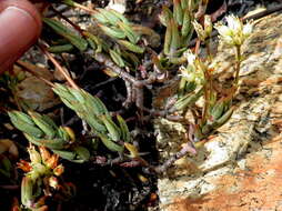 Image of Crassula biplanata Haw.