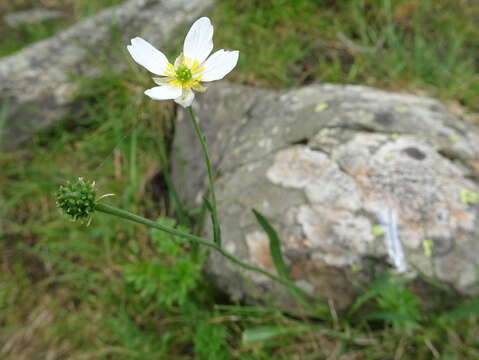 Image of Ranunculus pyrenaeus L.