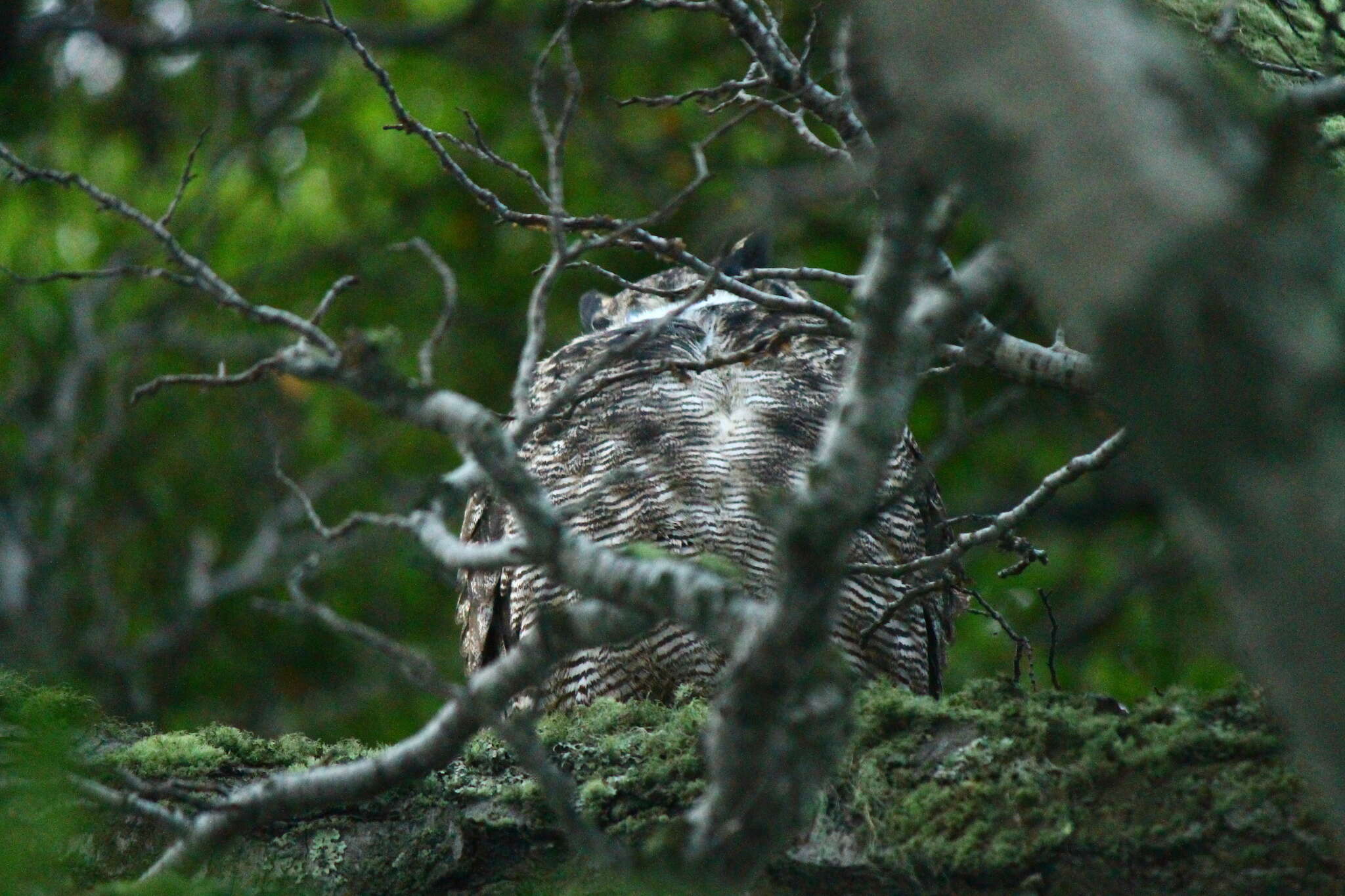 Image of <i>Bubo virginianus magellanicus</i>