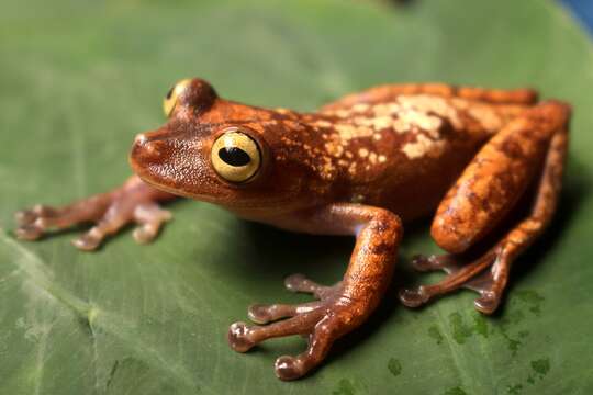 صورة Bokermannohyla lucianae (Napoli & Pimenta 2003)