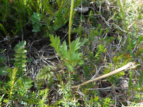 Image of Anemone baldensis subsp. baldensis