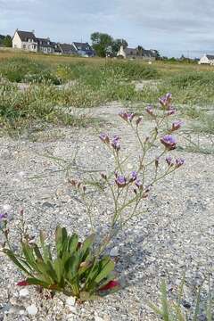 Imagem de Limonium binervosum (G. E. Sm.) Salmon