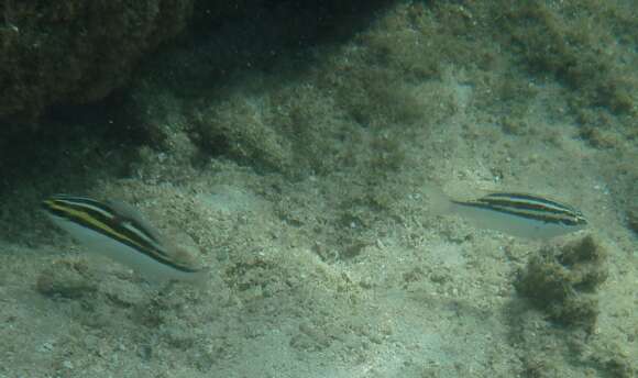 Image of two-lined monocle bream