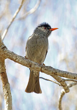 Image of Madagascar Black Bulbul