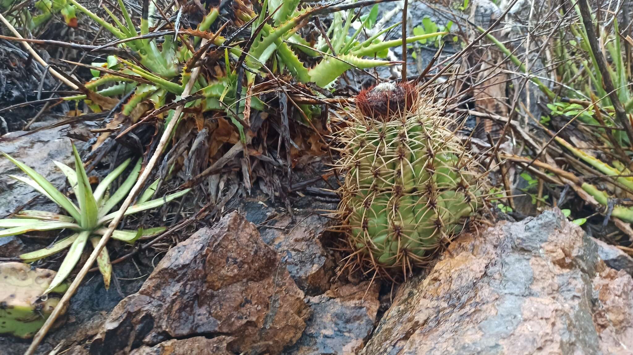 Image of Melocactus curvispinus subsp. dawsonii (Bravo) N. P. Taylor