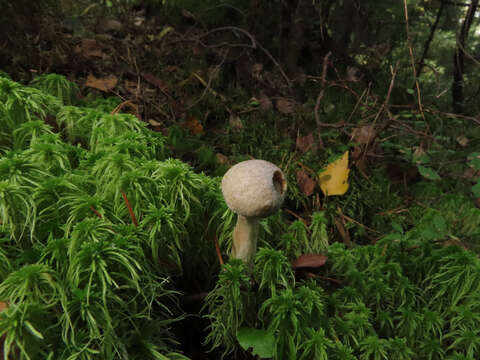 Image of Leccinum holopus (Rostk.) Watling 1960