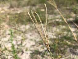 Eustachys petraea (Sw.) Desv. resmi