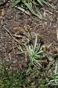 Image of Plantago alpina L.