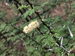 Image of Vachellia horrida (L. fil.) Kyal. & Boatwr.