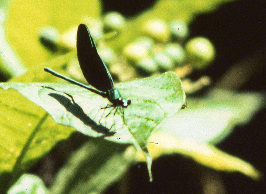 Image of Western Bluewing