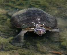 Image of Bornean River Turtle