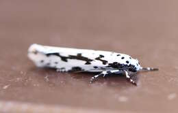 Image de Ethmia candidella Alphéraky 1908