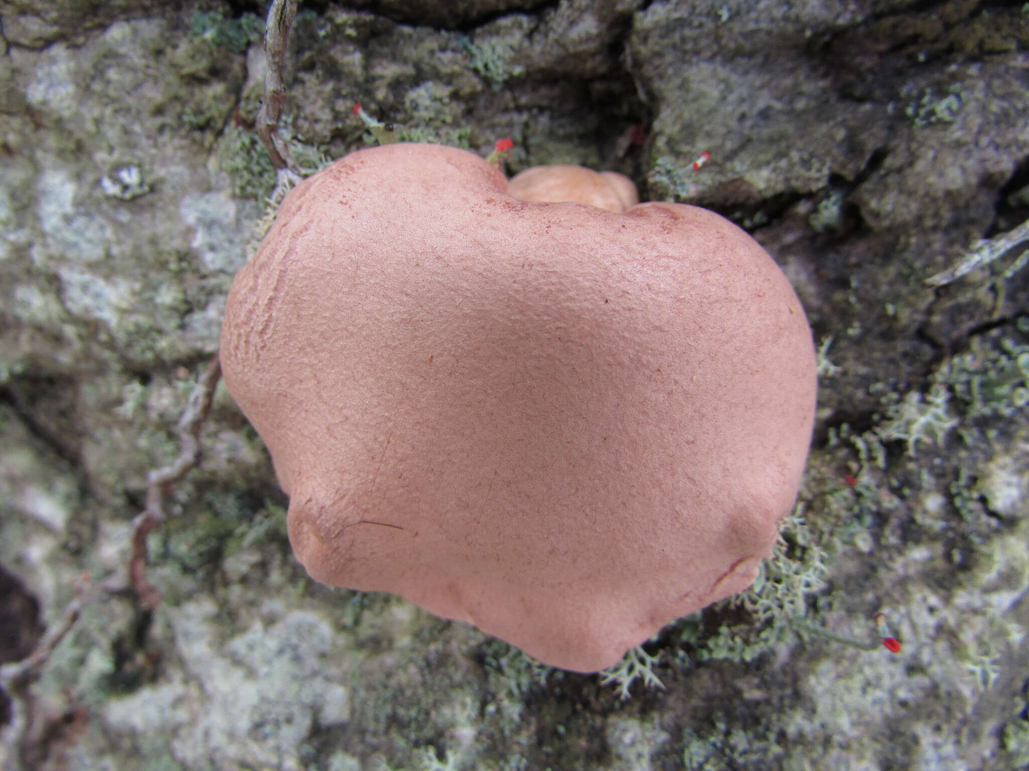 Image of Trichoderma peltatum (Berk.) Samuels, Jaklitsch & Voglmayr 2014