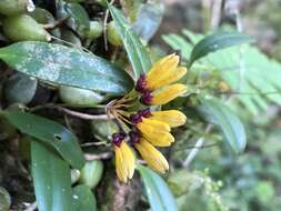 Image de Bulbophyllum retusiusculum Rchb. fil.