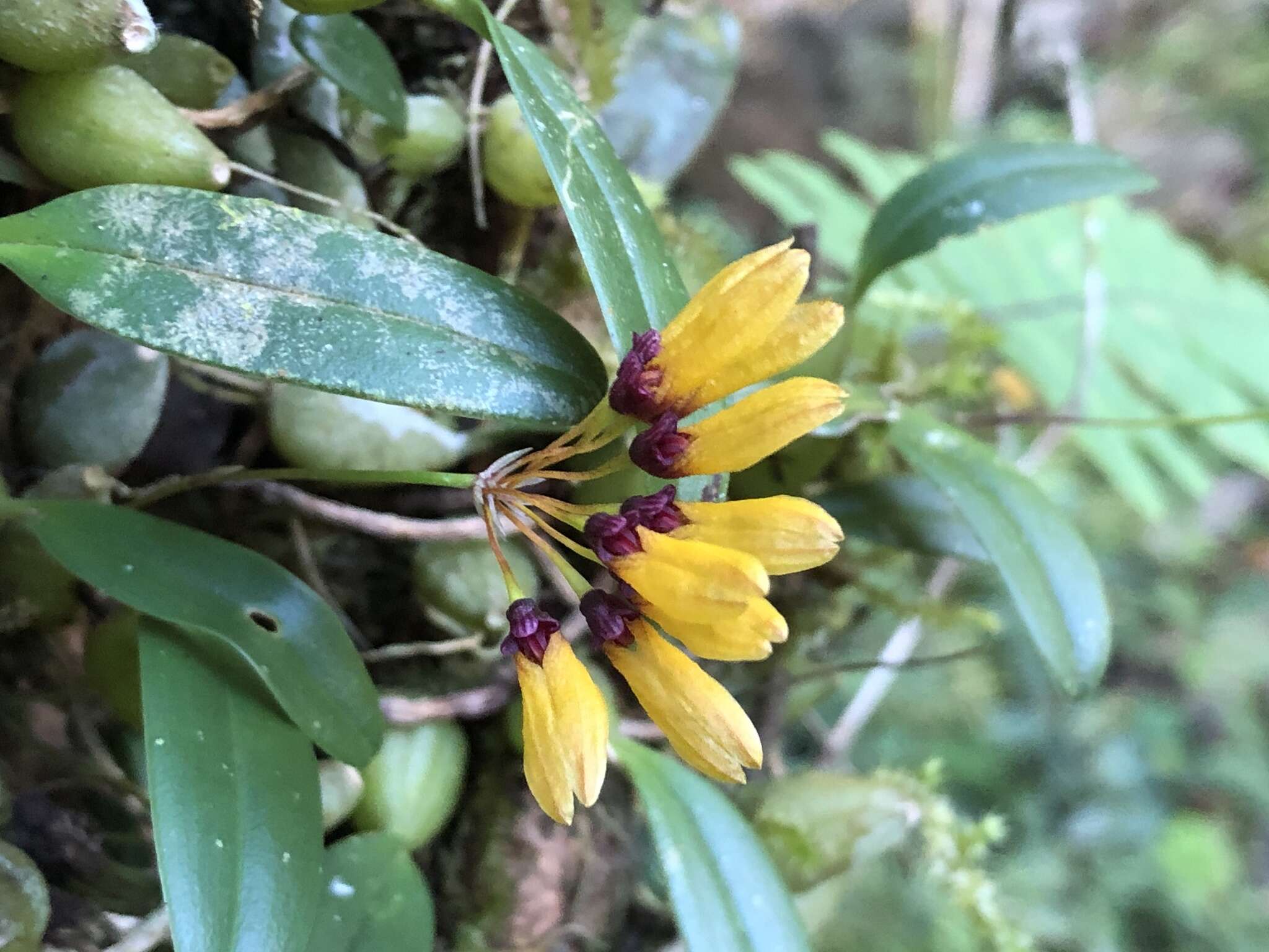 Image of Bulbophyllum retusiusculum Rchb. fil.